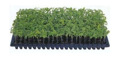 32 50 72 105 115  128 200 Eco Friendly Planting Plant Starting Seeds Plug Nursery Seed Propagation Trays