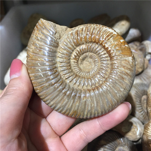 Madagascar Conch Fossils for Home Decor Wholesale Natural Eco-friendly Love Feng Shui Crystal Ammonite Polished 