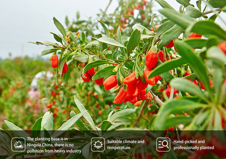 Chinese Wolfberry Xian Red Goji Berries Natural Bulk Goji Berries Wholesale