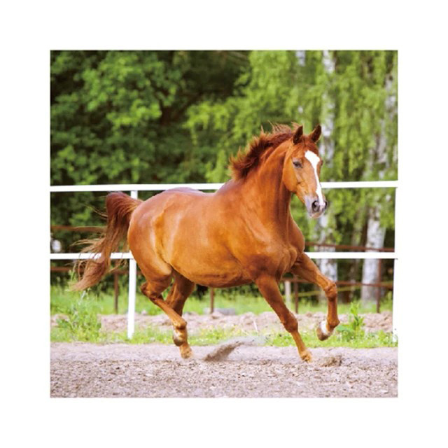 Horse Themed Disposable Tableware Set with Plates Tablecloth Happy Birthday Banner for a Festive Horse Birthday Party Decoration