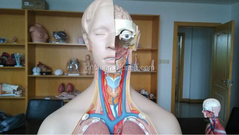 anatomy and physiology human torso doll