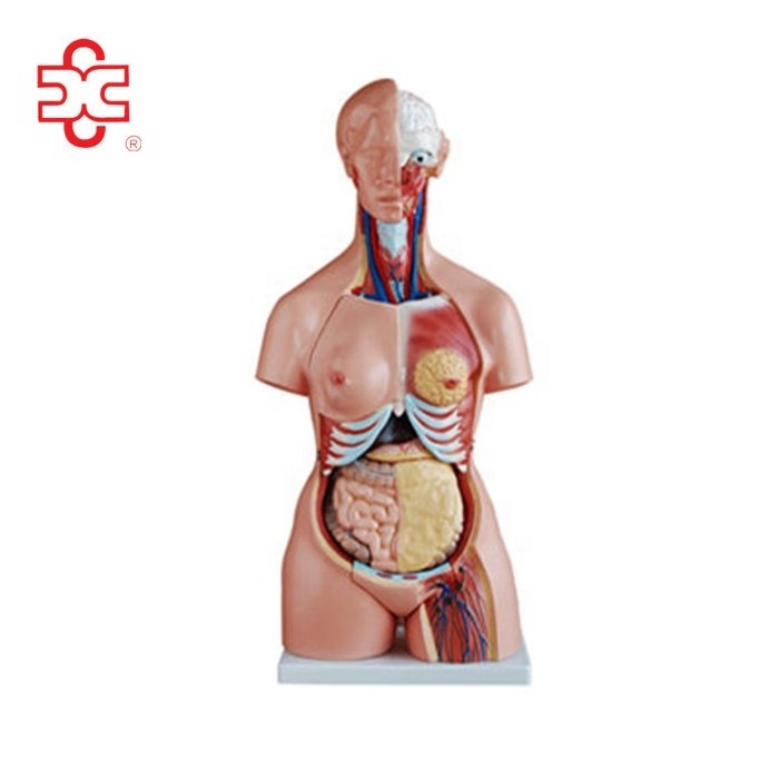 anatomy and physiology human torso doll