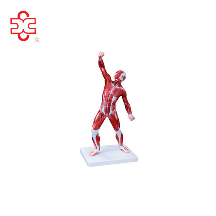 MALE HUMAN MUSCLE MODEL ANATOMY MODEL 50CM