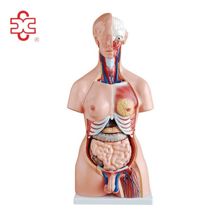 model 204 plastic medical teaching torso doll for teaching aids