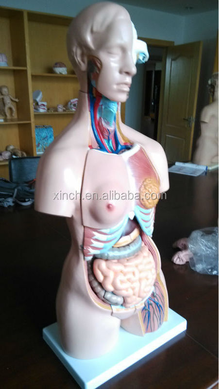 model 204 plastic medical teaching torso doll for teaching aids