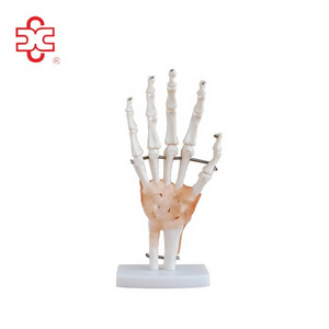 Life-Size Hand Joint with Ligaments human teaching anatomy hand skeleton