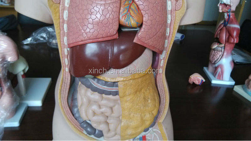 China advanced human anatomical torso doll