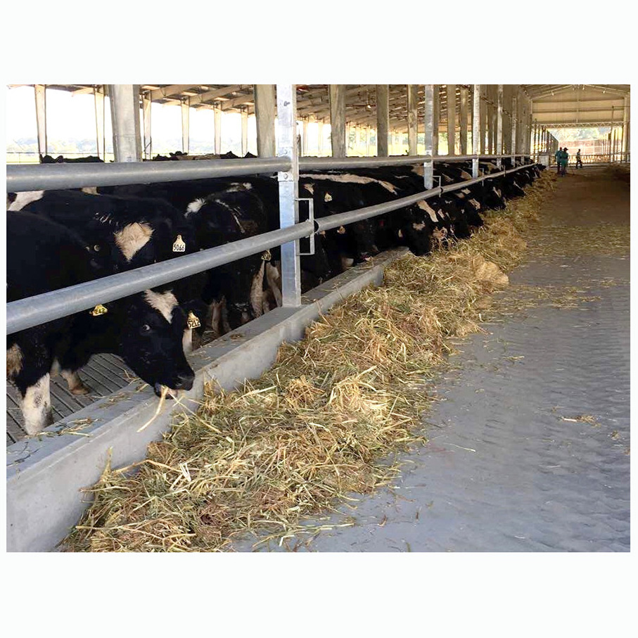 China Fast Install Low Cost Prefabricated Farm Cattle Shed Industrial Light Steel Structure Cow Dairy Farm Construction Building