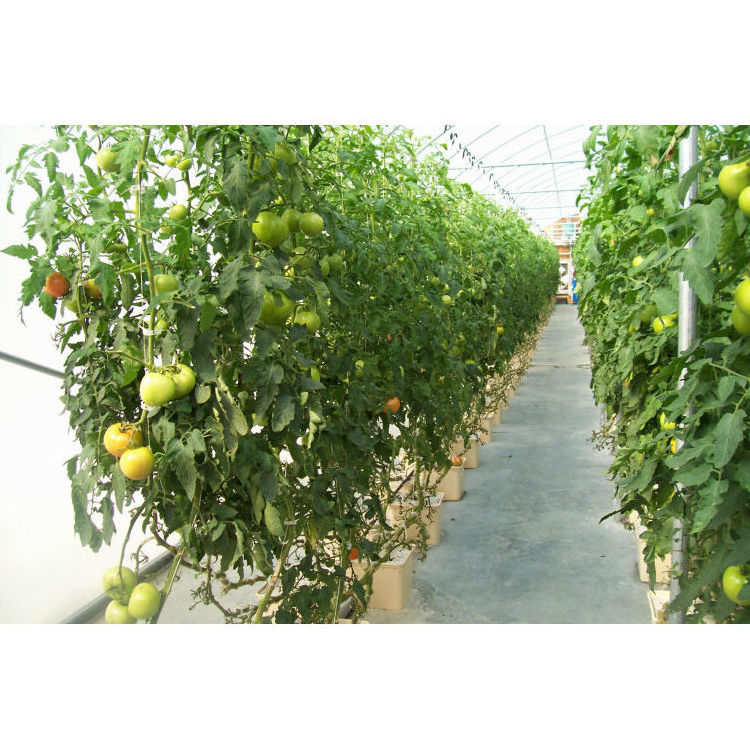 Guaranteed service quality plastic hydroponics dutch buckets bato bucket grow systems