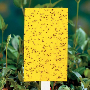 High Cost-effective Yellow PP Sheets Materials Insect Glue Boards Catch Fruit Fly Sticky Bug Traps