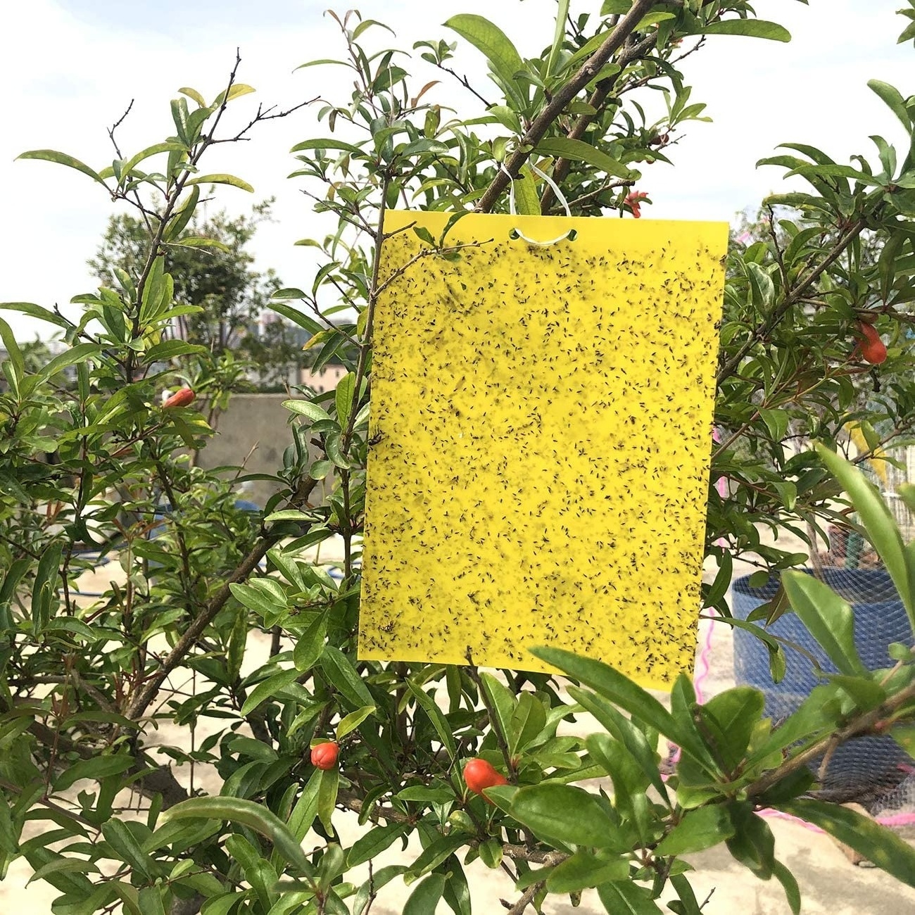 Outdoor Yellow Blue Glue Board Mosquito Killer Fly Glue Trap Paper Insect Sticky for Fruit Fly Trap