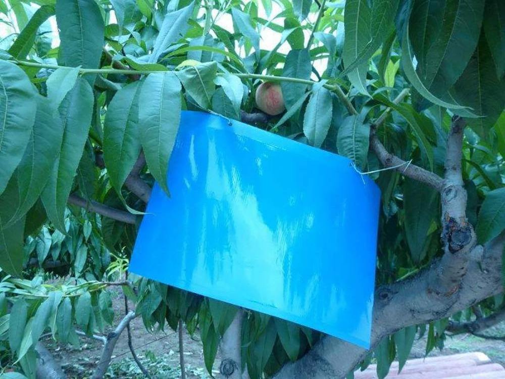 Blue PP Glue Fly Trap Indoor And Outdoor Insect Sticky Board Sticky Paper Trap For Insects On Trees