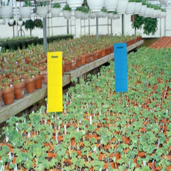 High Cost-effective Yellow PP Sheets Materials Insect Glue Boards Catch Fruit Fly Sticky Bug Traps