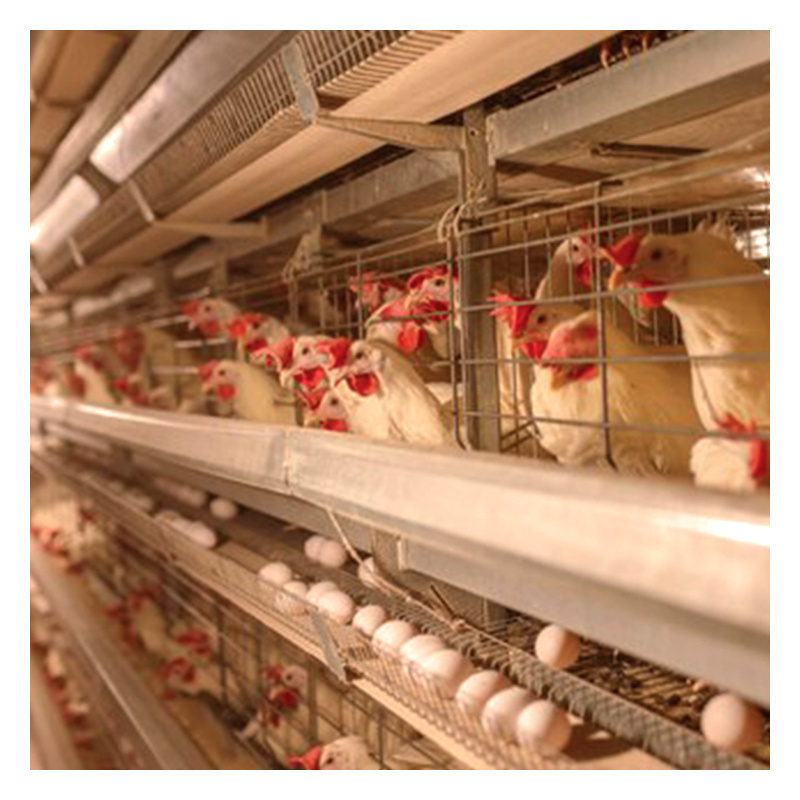 TCA Integrated  animal husbandry equipment fully automated H type poultry broiler chicken cages with Feed Processing Machines