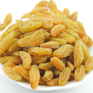 HACCP factory wholesale price of dried golden raisins yellow color direct  from Xinjiang cultivation base