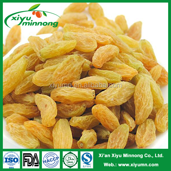 HACCP factory wholesale price of dried golden raisins yellow color direct  from Xinjiang cultivation base