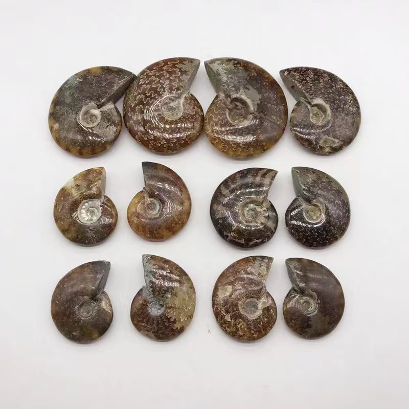 Wholesale Natural Semi-Precious quartz Stone Ammonite Fossil Conch rock for Meditation home Decoration