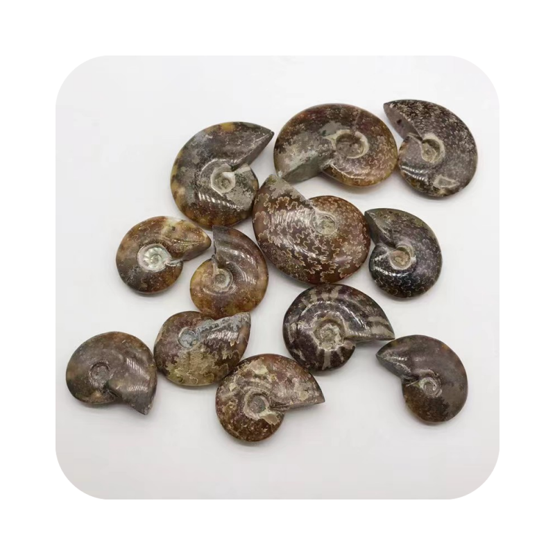 Wholesale Natural Semi-Precious quartz Stone Ammonite Fossil Conch rock for Meditation home Decoration