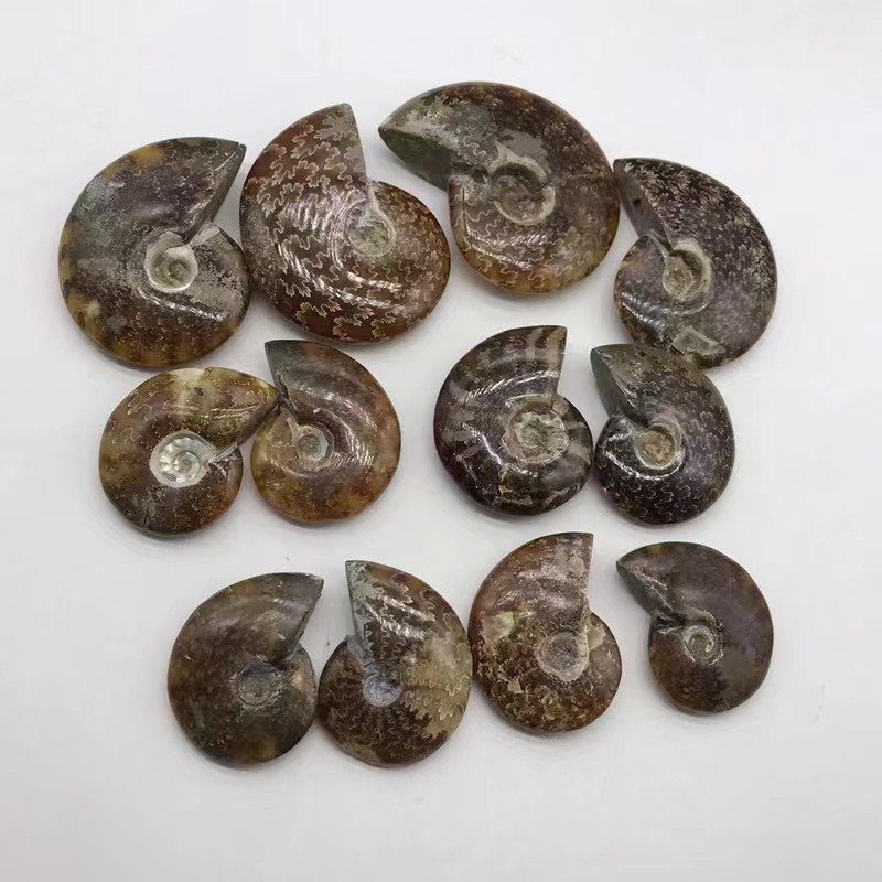 Wholesale Natural Semi-Precious quartz Stone Ammonite Fossil Conch rock for Meditation home Decoration