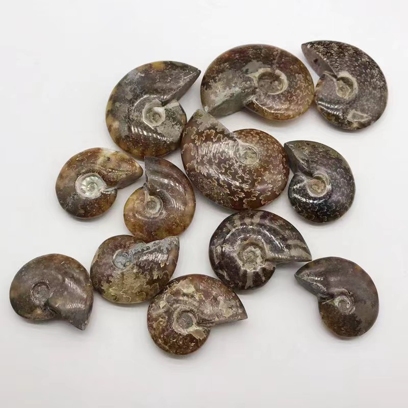 Wholesale Natural Semi-Precious quartz Stone Ammonite Fossil Conch rock for Meditation home Decoration