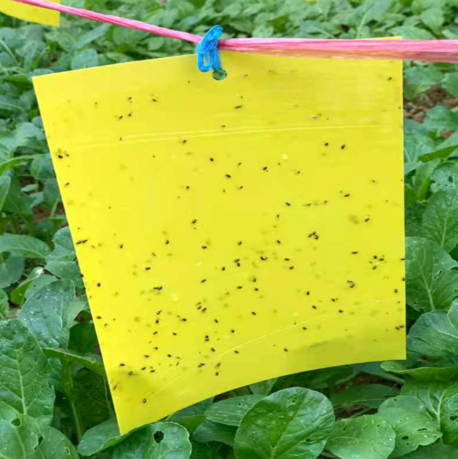 Hot sale Low cost Fly Control Yellow Glue Board Flies Pest Type Double Side Fly glue trap