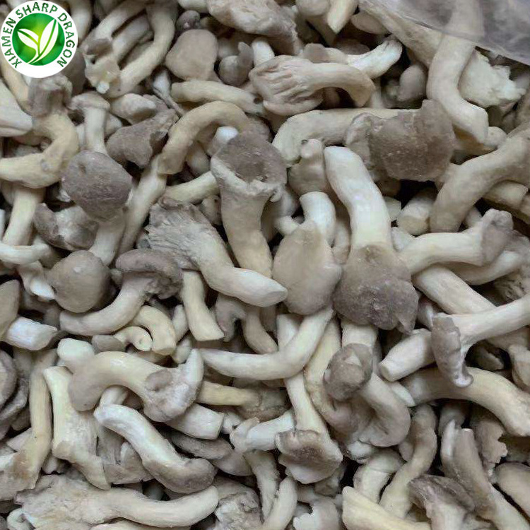 Wholesale export fresh raw oyster mushroom 1kg price frozen pleurotus ostreatus for buyers