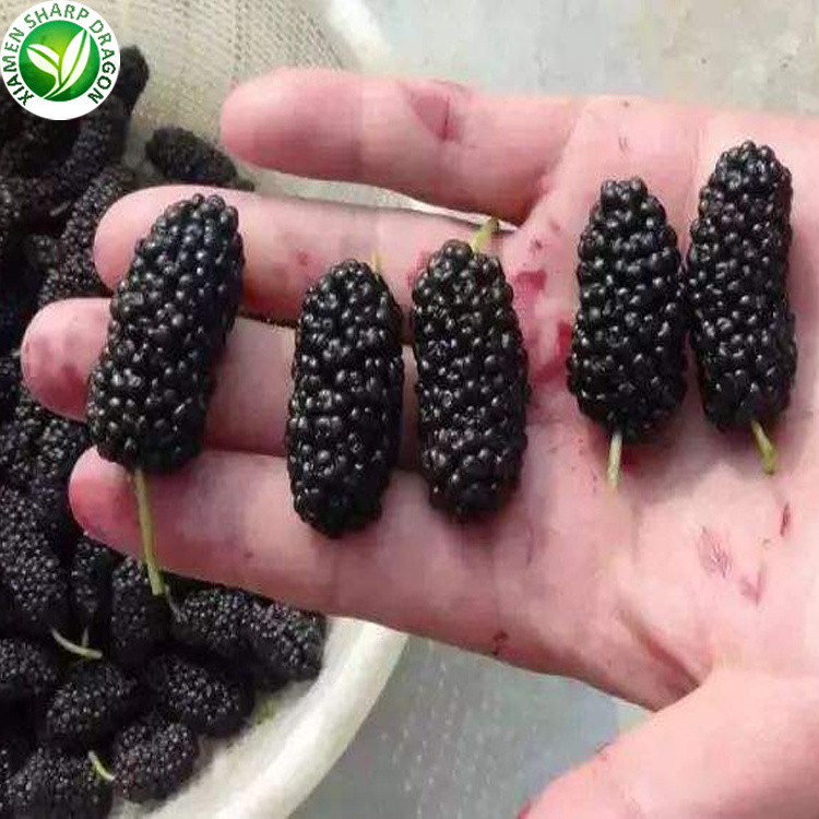 Wholesale organic fresh black frozen mulberry fruit in prices