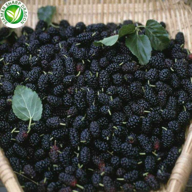 Wholesale organic fresh black frozen mulberry fruit in prices