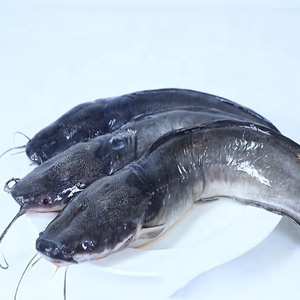 Fresh frozen catfish fillets food for sale