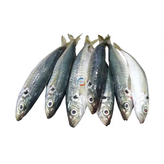 Frozen round scad fish mackerel fish for canning for market sale for bait round scad 8-10 7-9 on sale