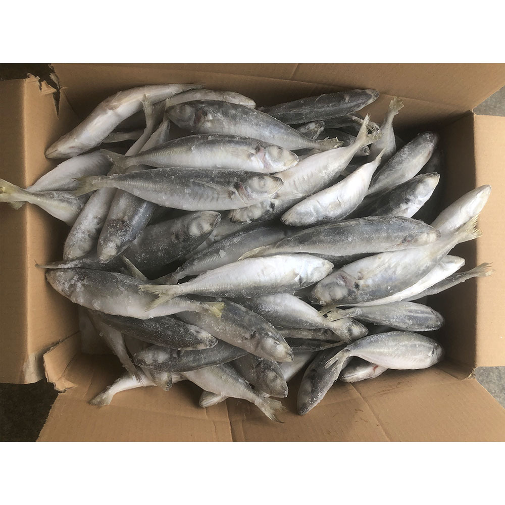 frozen round scad decapterus maruadsi frozen round scad whole round for sale