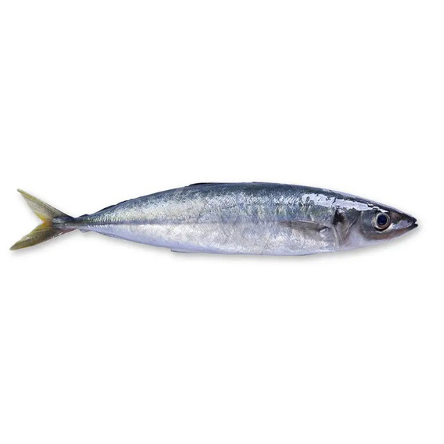 Frozen round scad fish mackerel fish for canning for market sale for bait round scad 8-10 7-9 on sale