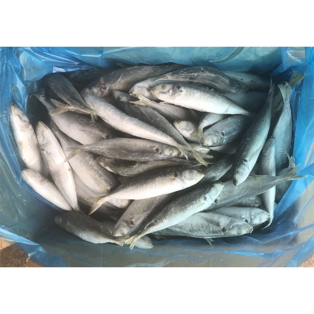 frozen round scad decapterus maruadsi frozen round scad whole round for sale