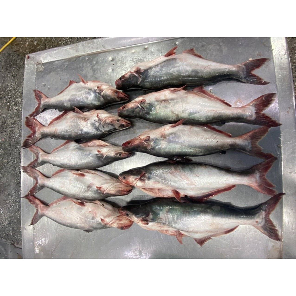 Export pangasius frozen fish vietnam pangasius base fish price frozen pangasius fish maws