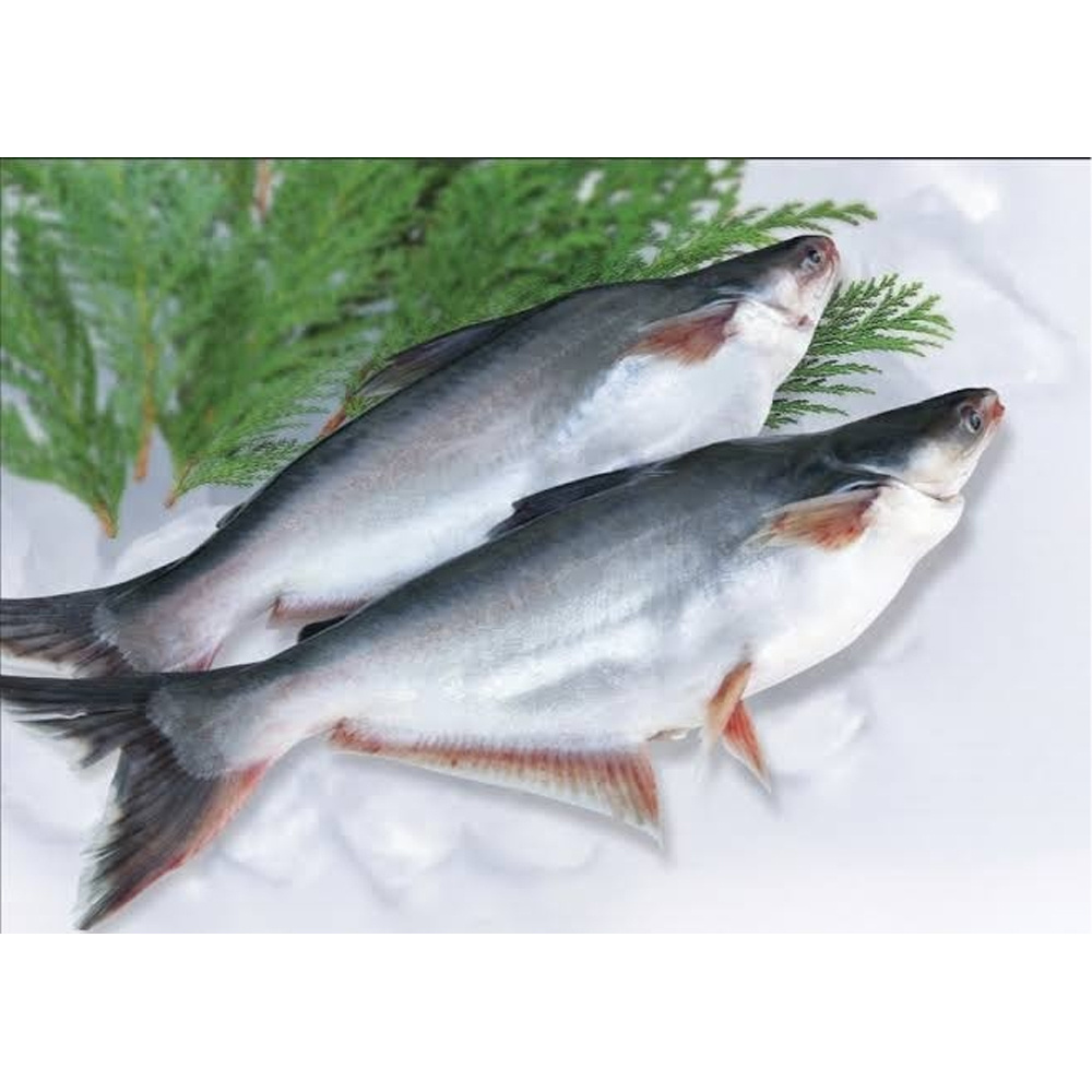 Export pangasius frozen fish vietnam pangasius base fish price frozen pangasius fish maws