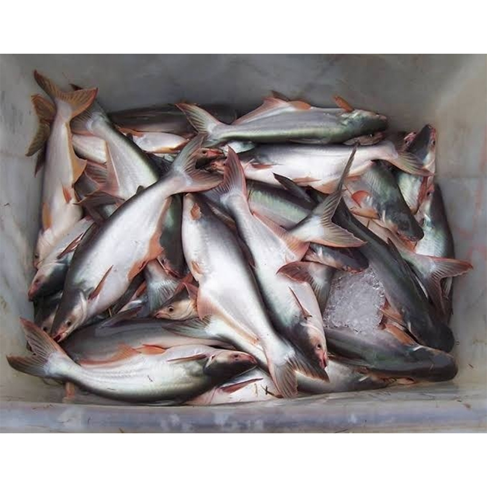 Export pangasius frozen fish vietnam pangasius base fish price frozen pangasius fish maws