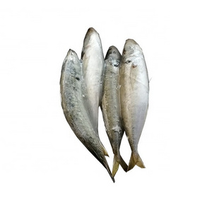 Frozen round scad fish mackerel fish for canning for market sale for bait round scad 8-10 7-9 on sale