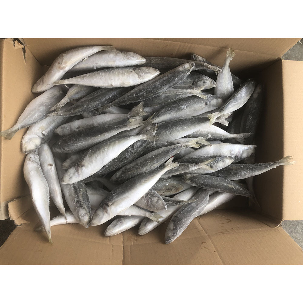 frozen round scad decapterus maruadsi frozen round scad whole round for sale