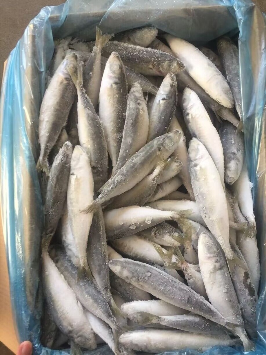 Frozen round scad fish mackerel fish for canning for market sale for bait round scad 8-10 7-9 on sale