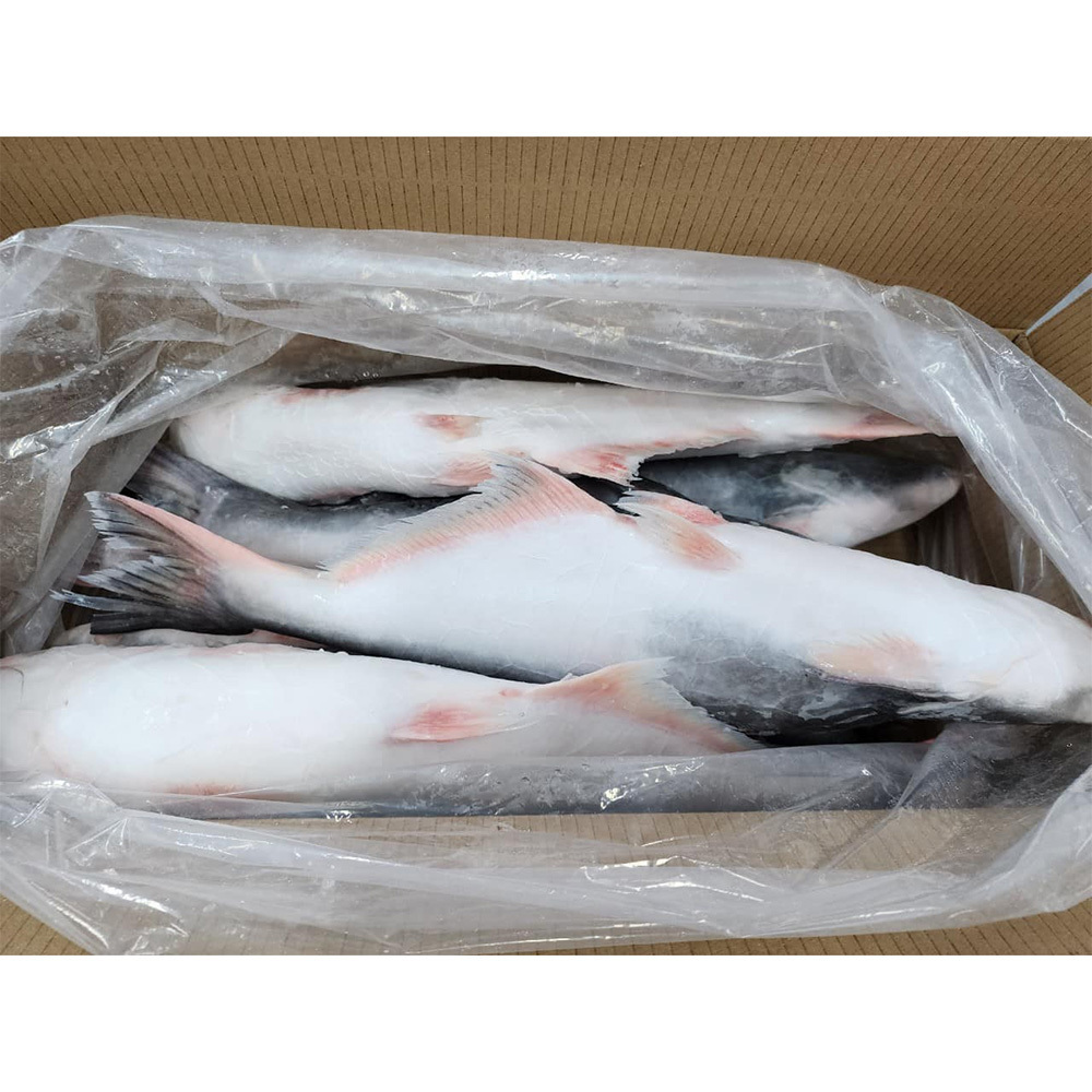 Export pangasius frozen fish vietnam pangasius base fish price frozen pangasius fish maws