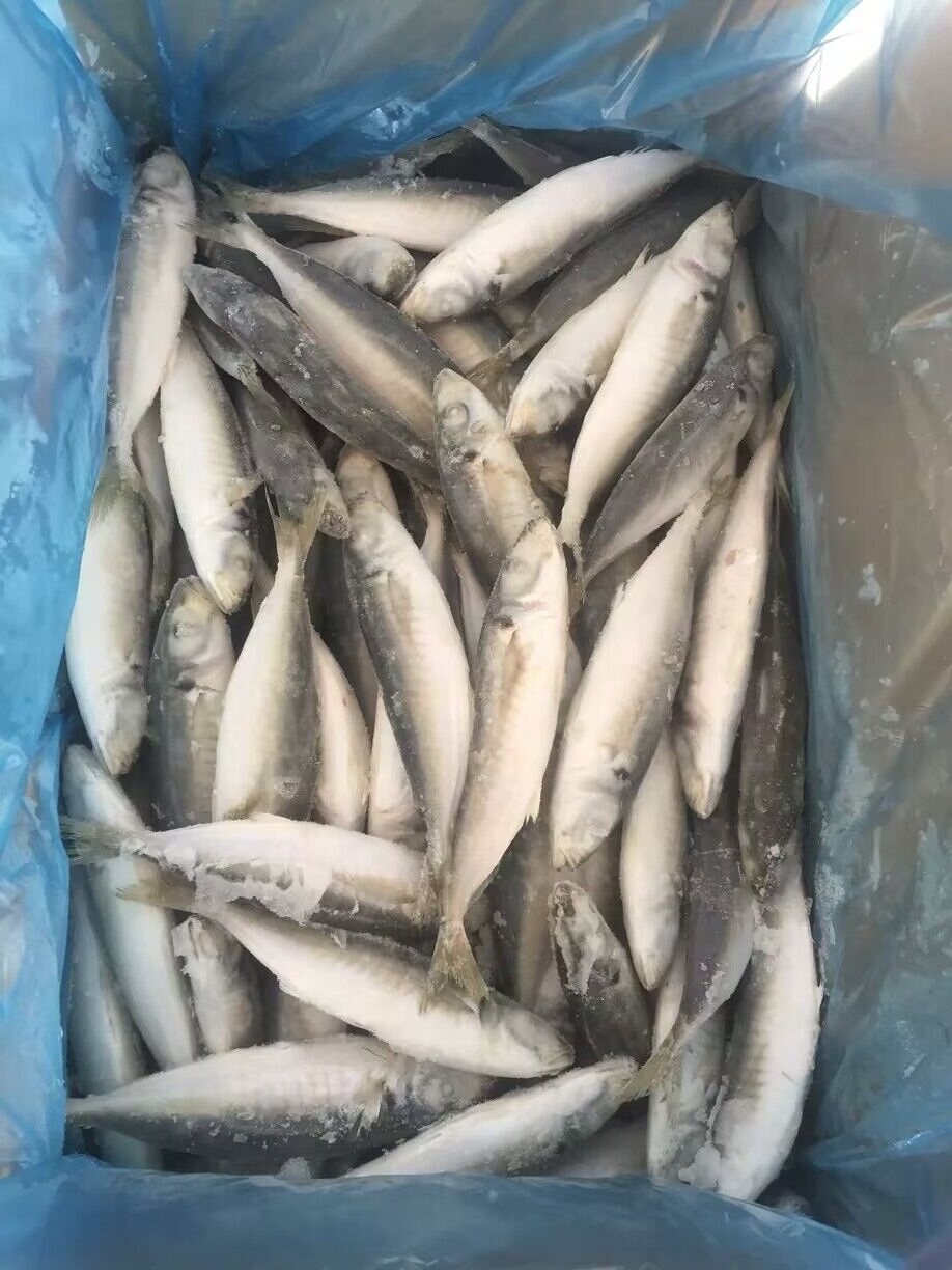 Light Catch IQF Seafood Scad Fish Frozen Round Scad IQF Round Scad Fish