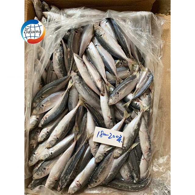 Light Catch IQF Seafood Scad Fish Frozen Round Scad IQF Round Scad Fish