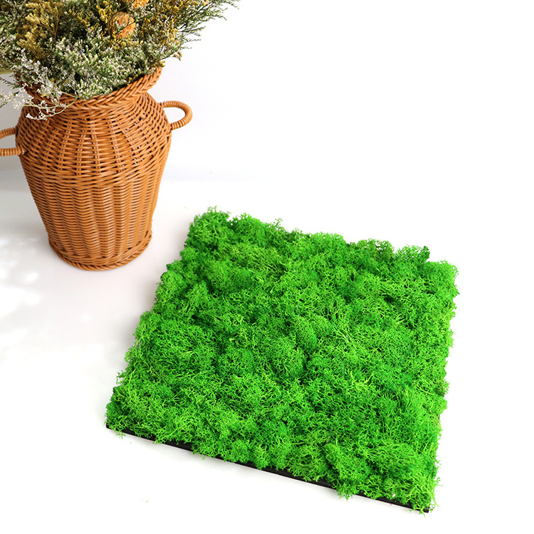 Decorative 3d wall panels DIY preserved moss wall green moss natural mat stabilized reindeer moss panels