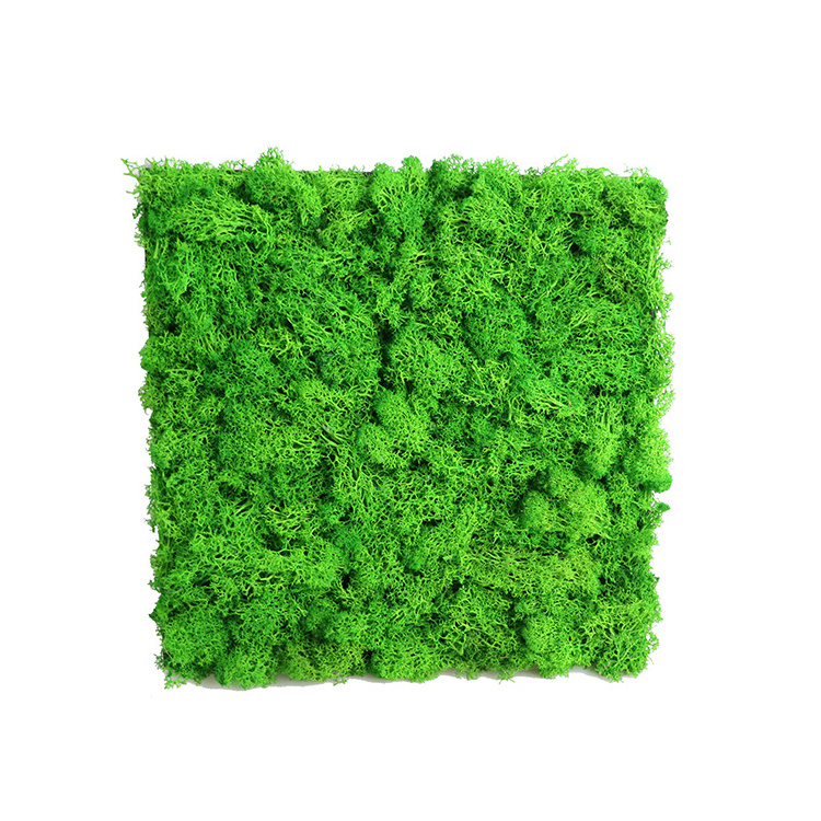 Decorative 3d wall panels DIY preserved moss wall green moss natural mat stabilized reindeer moss panels