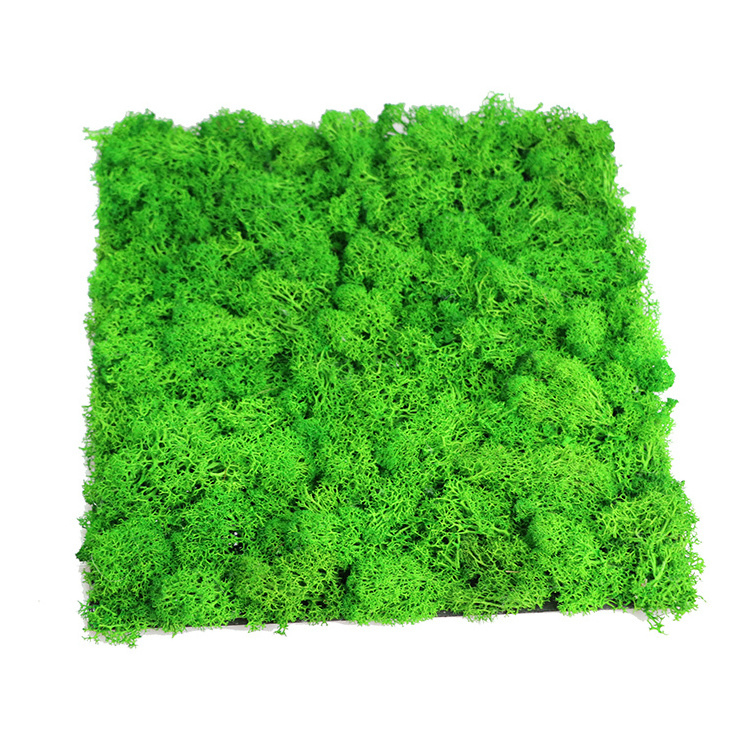 Decorative 3d wall panels DIY preserved moss wall green moss natural mat stabilized reindeer moss panels