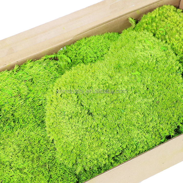 High quality Eternal wholesale wall decor Iceland preserved natural pool moss