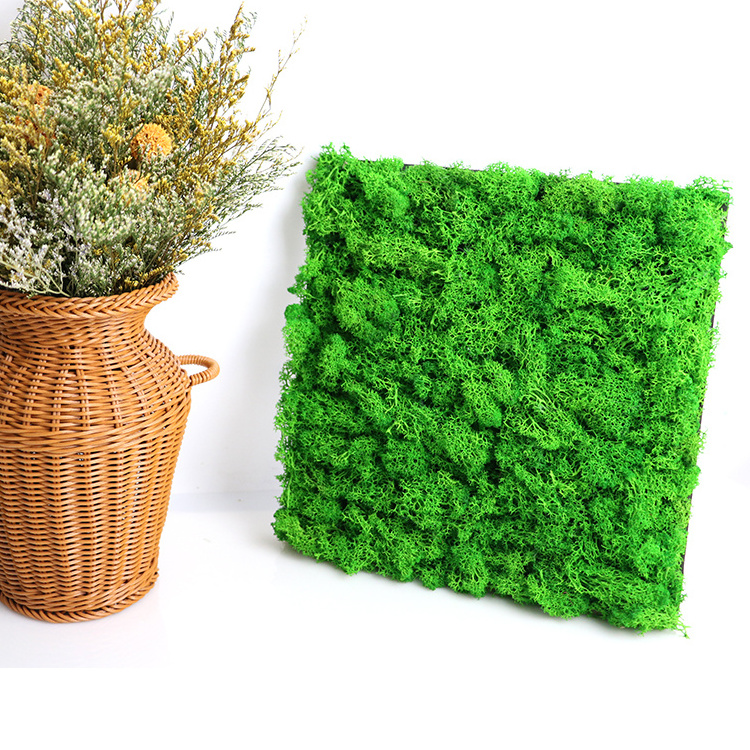 Decorative 3d wall panels DIY preserved moss wall green moss natural mat stabilized reindeer moss panels