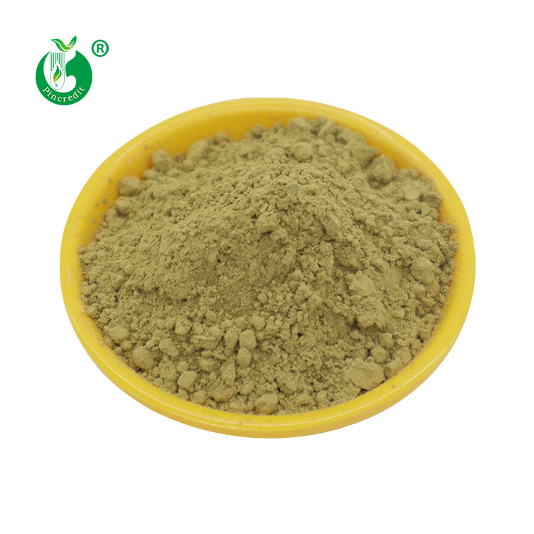 Pincredit Supply Natural Bulk Rosemary Leaf Extract Powder 20% Carnosic Acid