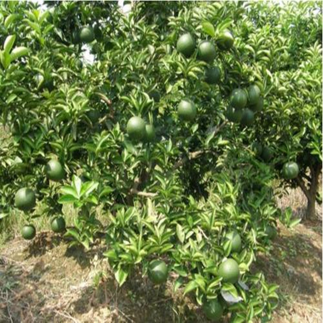 High Quality GMP standard Fructus Aurantii Extract Bitter Orange Extract Limonin