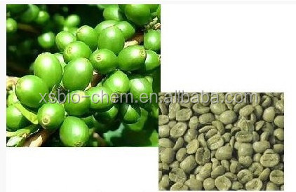 High Quality GMP standard Natural  Chlorogenic acid Coffea Arabica Extract Green Coffee Bean Extract